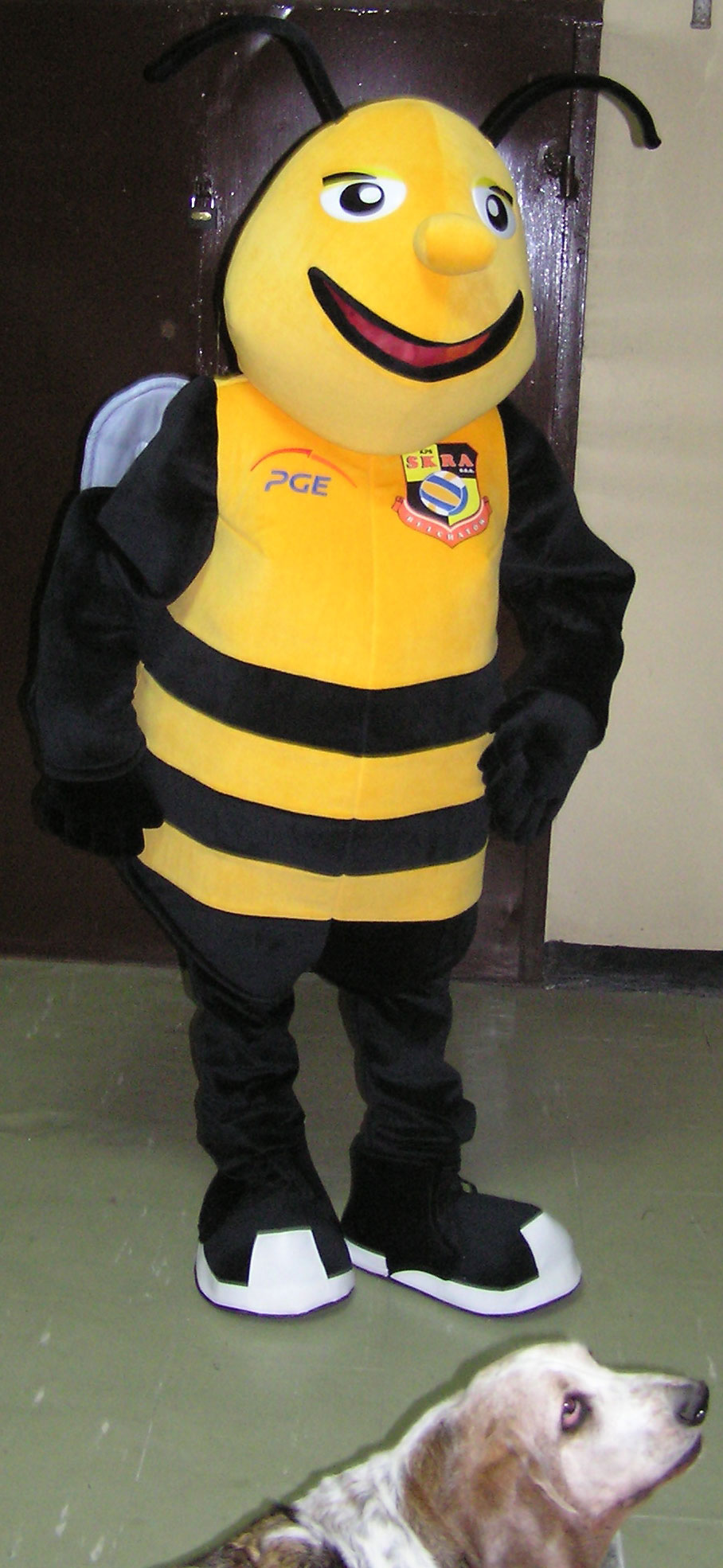 Fotografie przedstawia jak wyglądają stroje reklamowe pszczoły marki Elabika. Na zdjęciu strój pszczółki na tle drzwi. Obok stoi pies basset hound